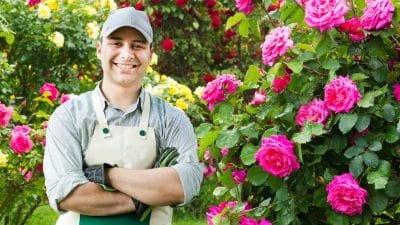 Cette méthode simple booste la floraison des rosiers tout l’été et même par forte chaleur