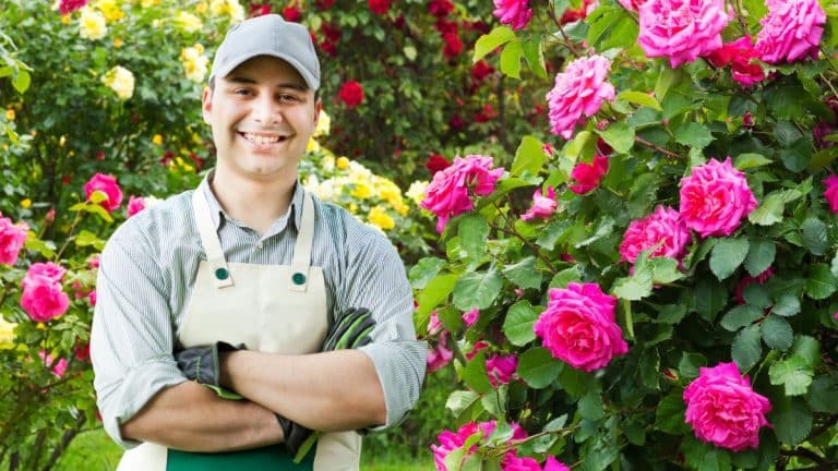 Cette méthode simple booste la floraison des rosiers tout l’été et même par forte chaleur