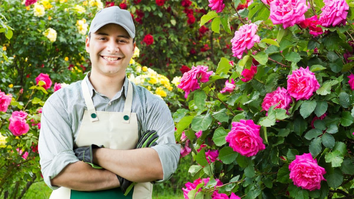 Cette méthode simple booste la floraison des rosiers tout l’été et même par forte chaleur