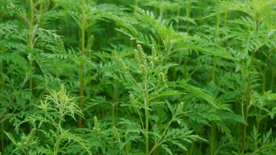 Cette plante qui a l'air inoffensive est dangereuse et peut vous conduire à l'hôpital