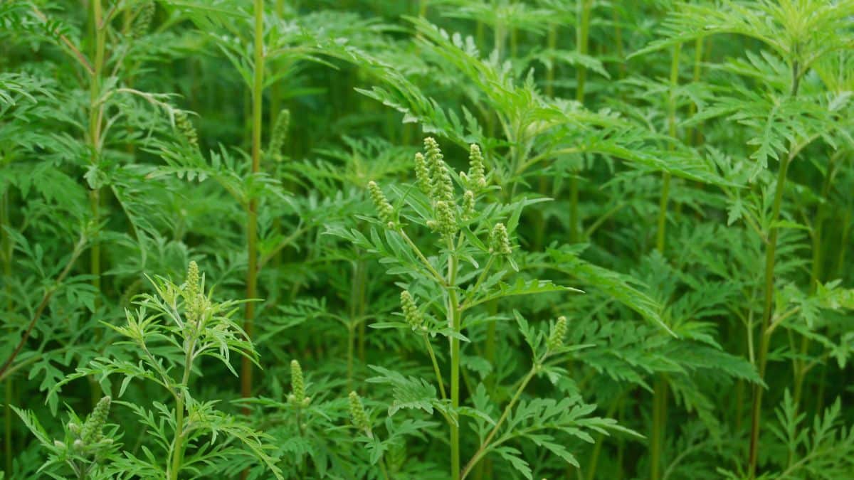 Cette plante qui a l'air inoffensive est dangereuse et peut vous conduire à l'hôpital