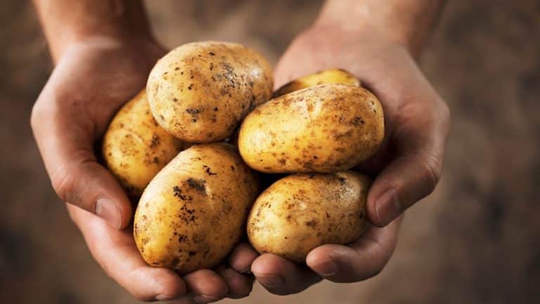 De retour de vacances ? Semez ces pommes de terre fin août et savourez une récolte fraîche et généreuse dès l’automne