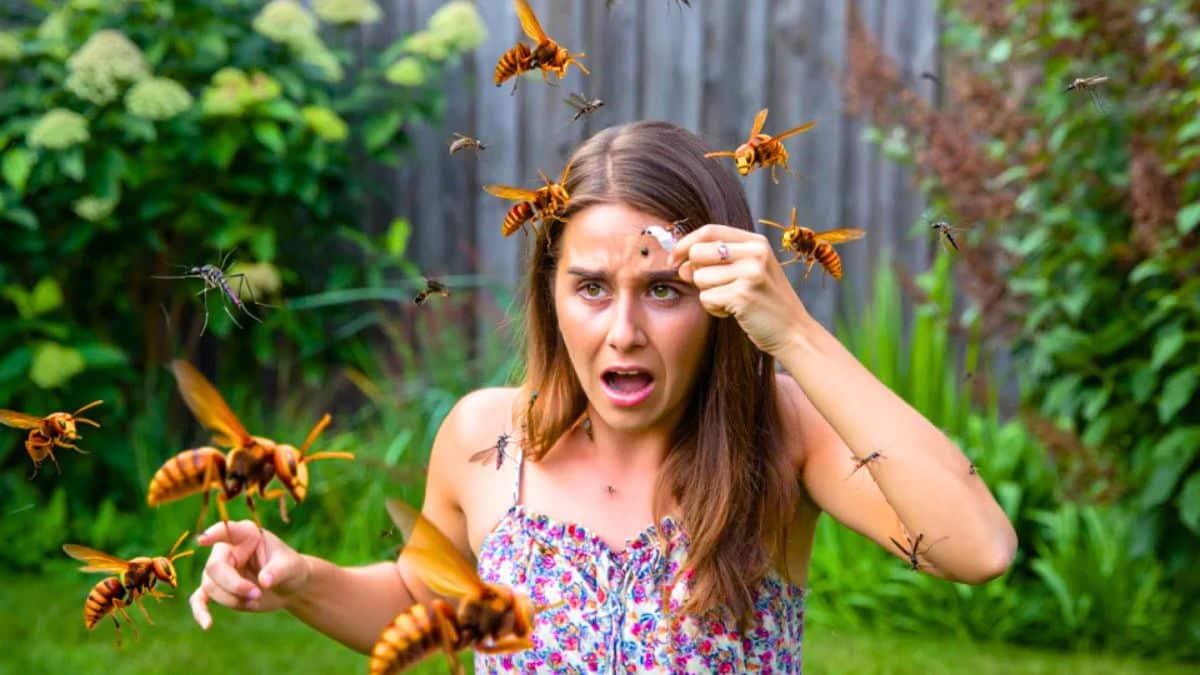 En balade ou au jardin, ces insectes menacent votre été, repérez-les vite pour bien vous protéger