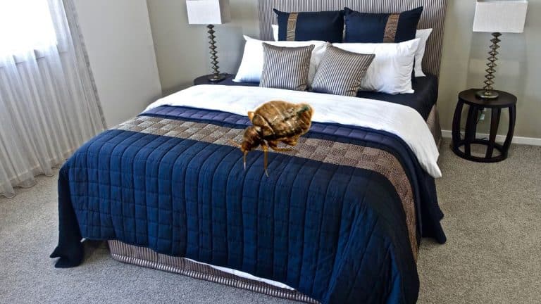 Envahi par les punaises de lit ? Zilbug, l’invention d’un Français, promet l’arme ultime pour s’en débarrasser