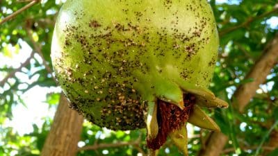 Fin d’été, vos fruitiers envahis de pucerons ? La technique naturelle qui les protège et booste vos prochaines récoltes