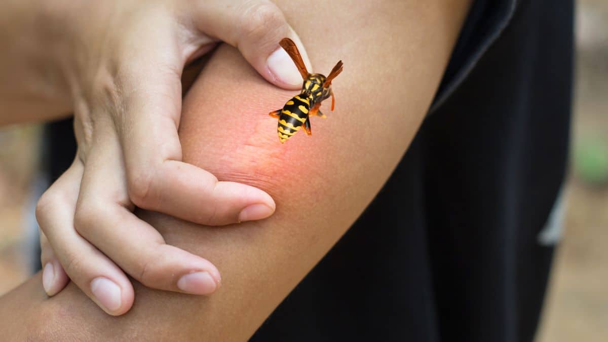Guêpe, frelon, abeille : la piqûre la plus dangereuse n’est pas celle que vous croyez