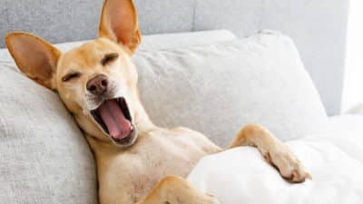 Il bâille à vos côtés ? Pour les vétérinaires, ce n’est pas qu’un signe de fatigue ce que votre chien exprime