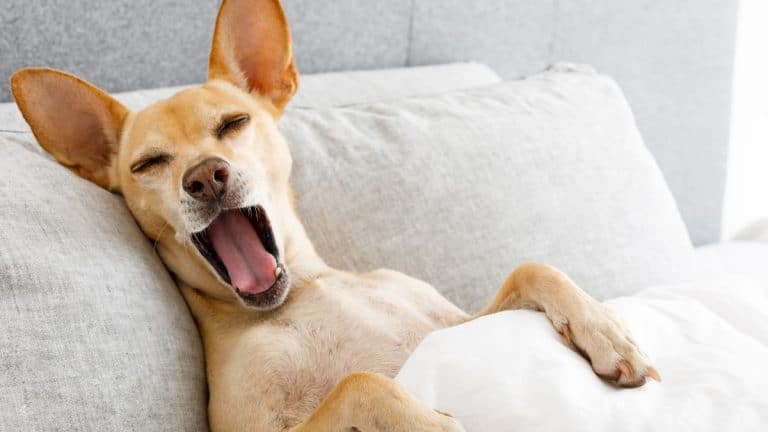 Il bâille à vos côtés ? Pour les vétérinaires, ce n’est pas qu’un signe de fatigue ce que votre chien exprime