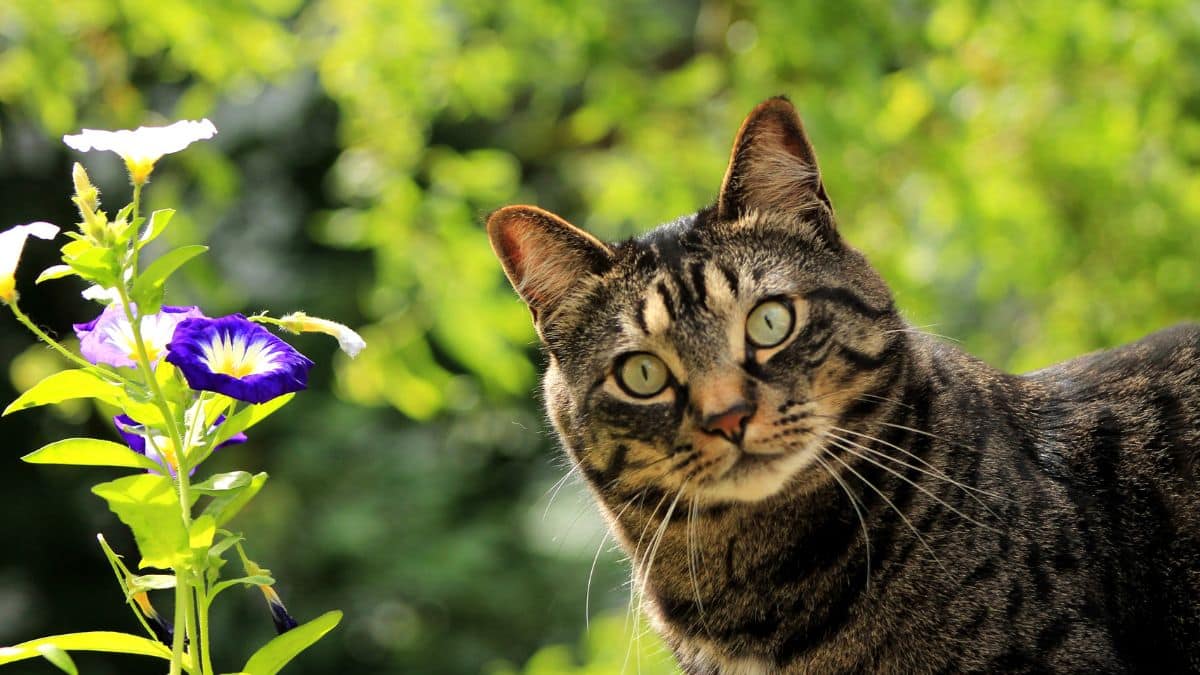 Marre des chats qui grattent votre potager ? Découvrez l’astuce naturelle, simple et durable pour les éloigner pour de bon