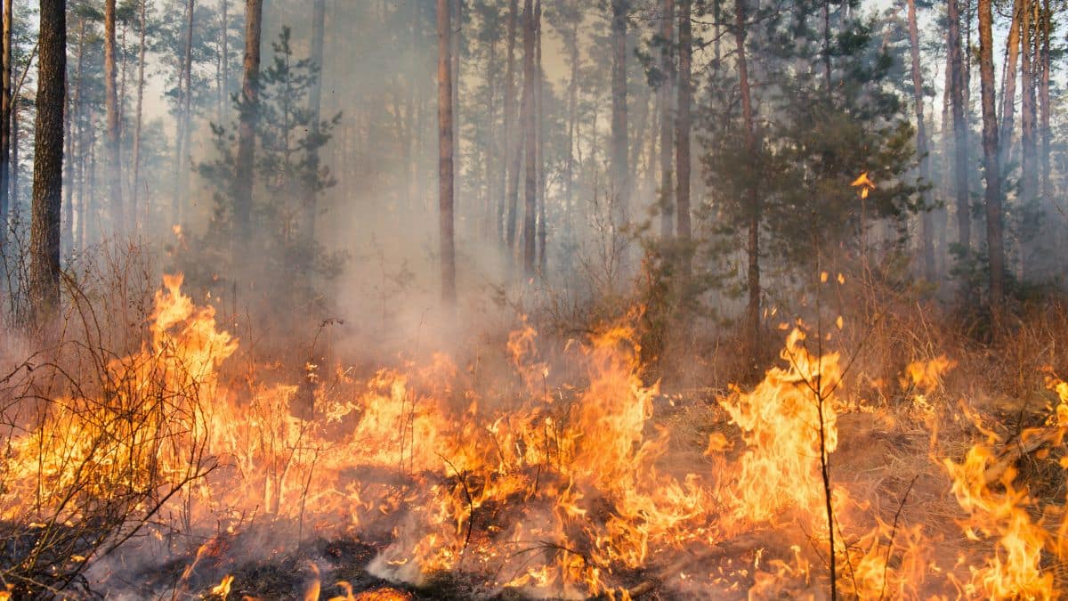 Météo France alerte sur un risque élevé de feux de forêt dans 16 départements