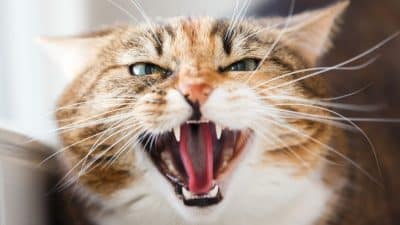 Propriétaires de chats, vos félins griffent sans prévenir ? L’alerte d’un expert: comportement agressif, voici quoi faire