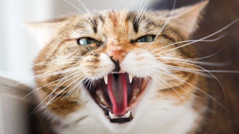 Propriétaires de chats, vos félins griffent sans prévenir ? L’alerte d’un expert: comportement agressif, voici quoi faire