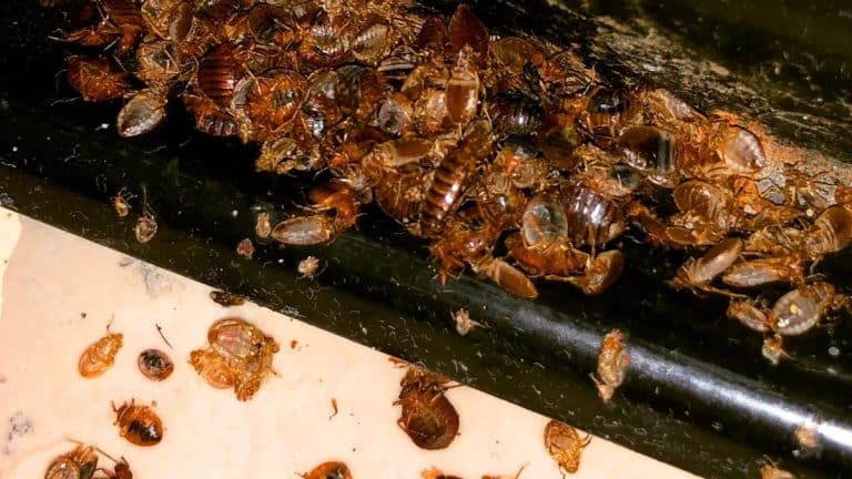 Punaises de lit: l’infestation repart, ce qu’il faut faire chaque soir à la maison pour s’en protéger