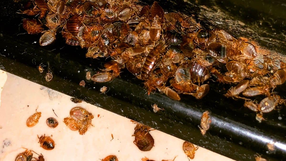 Punaises de lit: l’infestation repart, ce qu’il faut faire chaque soir à la maison pour s’en protéger