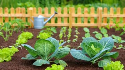 Que semer et planter dans son potager en août : le guide des légumes à privilégier