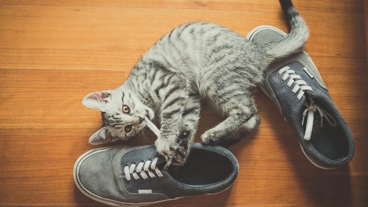 Si votre chat adore jouer et sentir vos chaussures c'est une très bonne chose