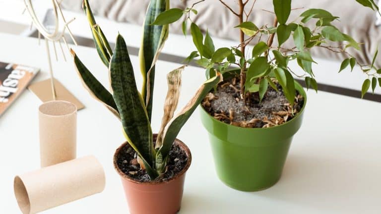 Vos plantes peinent ? À la maison, un simple rouleau de papier toilette: l’astuce des jardiniers qui les métamorphose