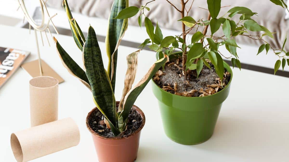 Vos plantes peinent ? À la maison, un simple rouleau de papier toilette: l’astuce des jardiniers qui les métamorphose