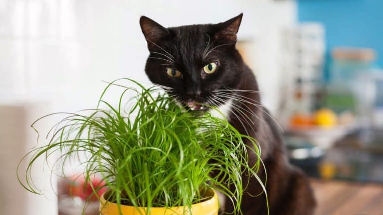 Votre chien ou votre chat mange de l'herbe: est-ce grave? Ce que disent les vétérinaires