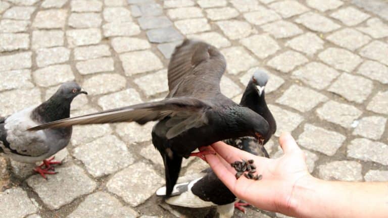 Vous aimez nourrir les pigeons au parc ? Ce que dit la loi et ce que vous risquez