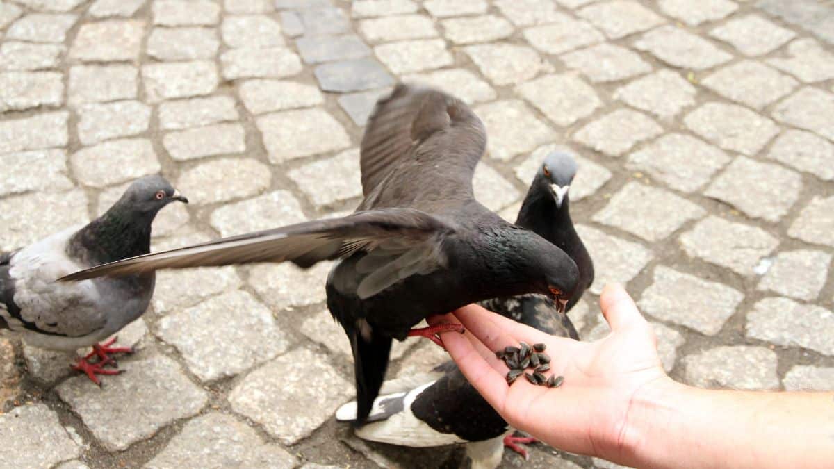 Vous aimez nourrir les pigeons au parc ? Ce que dit la loi et ce que vous risquez