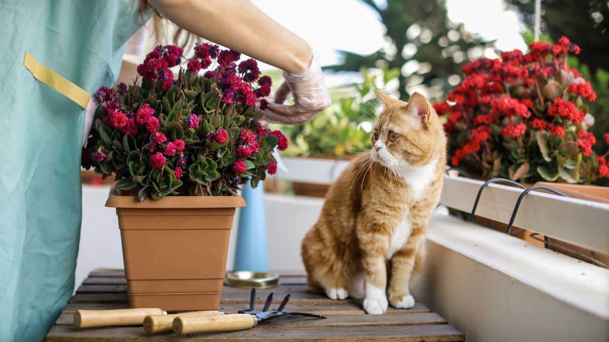 Vous aménagez balcon ou jardin ? Astuce maline: de grands pots de fleurs à moins d’1 €