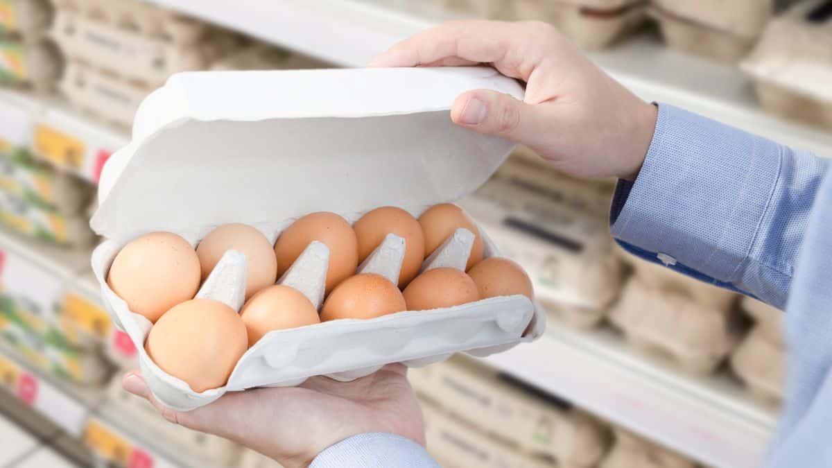 Vous avez acheté des œufs chez Auchan, Carrefour ou Leclerc ? Rappel d’urgence pour suspicion de salmonelles