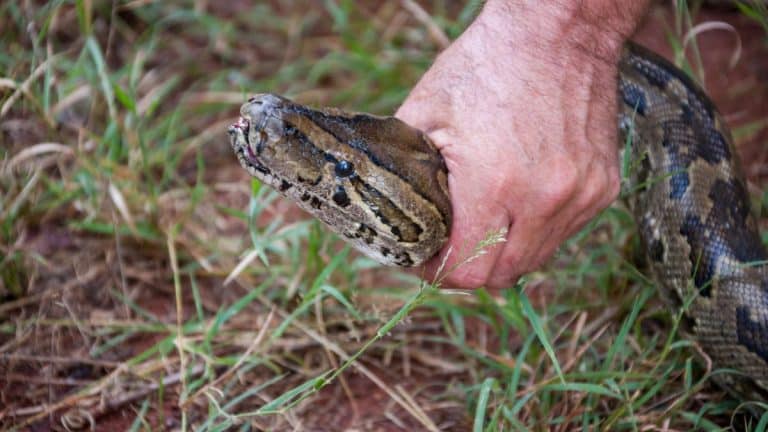 Vous jardinez en famille ? Cette plante attire les serpents : évitez-la pour protéger enfants et animaux