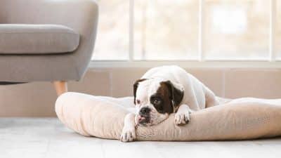 Chien seul à la maison : 5 idées faciles pour l’occuper pendant vos journées de travail