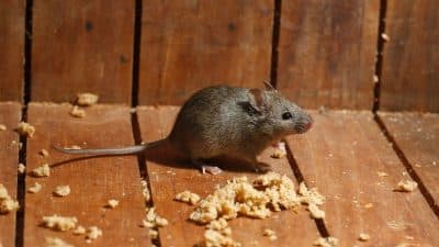 « Depuis que j’utilise ça, plus une seule souris » : l’astuce de grand-mère qui marche vraiment