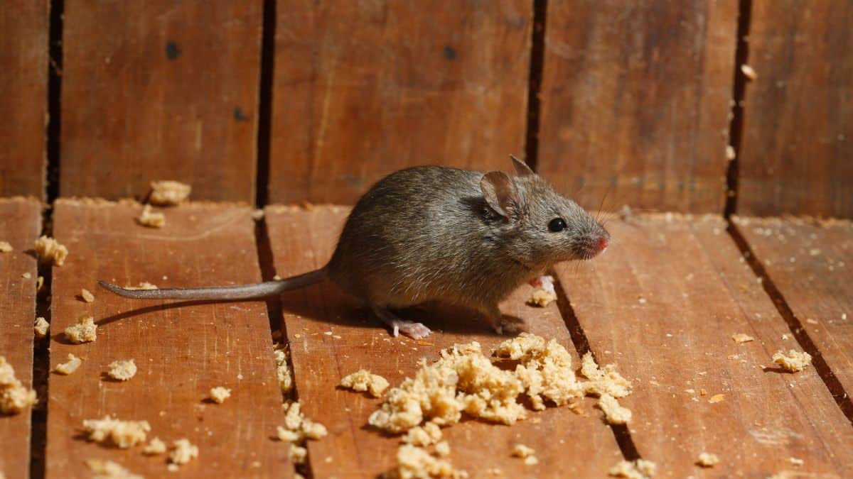 « Depuis que j’utilise ça, plus une seule souris » : l’astuce de grand-mère qui marche vraiment