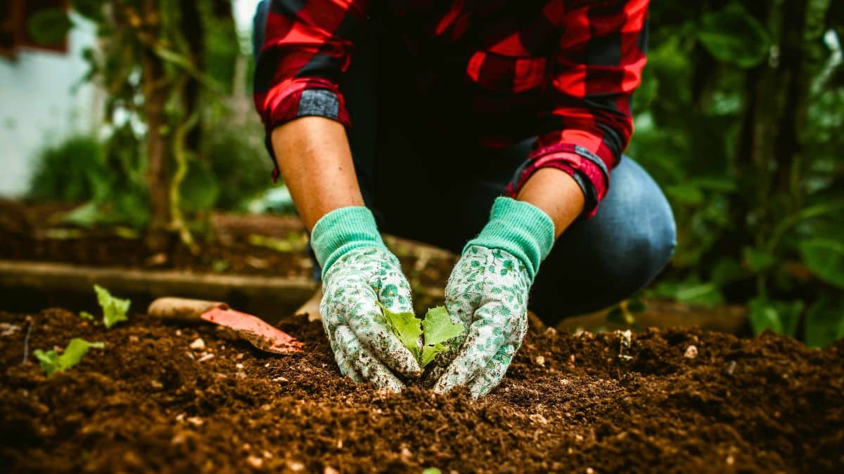 Jardin : cette plante à semer en octobre protège vos légumes du gel