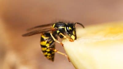 L’astuce 100% naturelle, sans produits ni pièges, pour ne plus avoir de guêpes à l'apéro