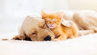 Quand vous dormez, vos animaux rêvent-ils aussi ? Ce que la science révèle