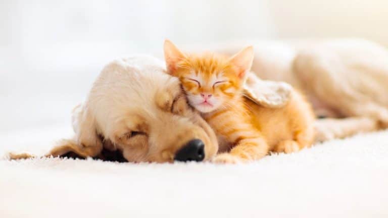 Quand vous dormez, vos animaux rêvent-ils aussi ? Ce que la science révèle