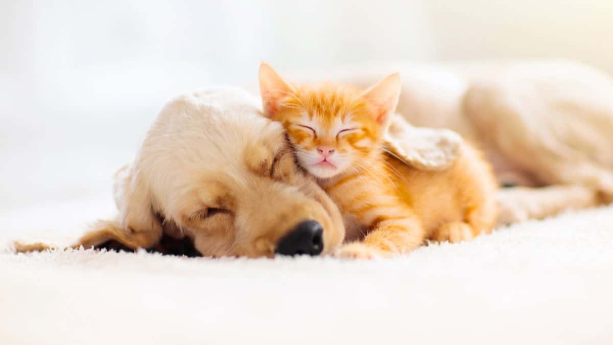 Quand vous dormez, vos animaux rêvent-ils aussi ? Ce que la science révèle