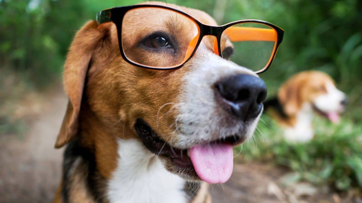 Vous vous demandez si votre chien est intelligent ? 5 tests faciles à faire chez vous pour le vérifier dès maintenant