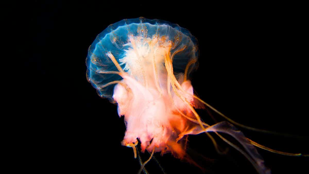 Abysses océaniques: 91 % des espèces marines restent inconnues et posent un défi clé pour la protection en haute mer