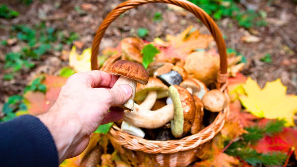 Cueillette des champignons: un groupe d'amis écope de 7000 € d'amende pour non-respect des règles en forêt