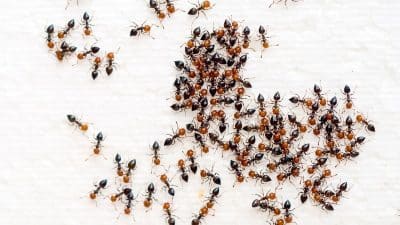 Fourmis : éliminez l’infestation à la maison avec 1 seul ingrédient, sans sprays ni insecticides
