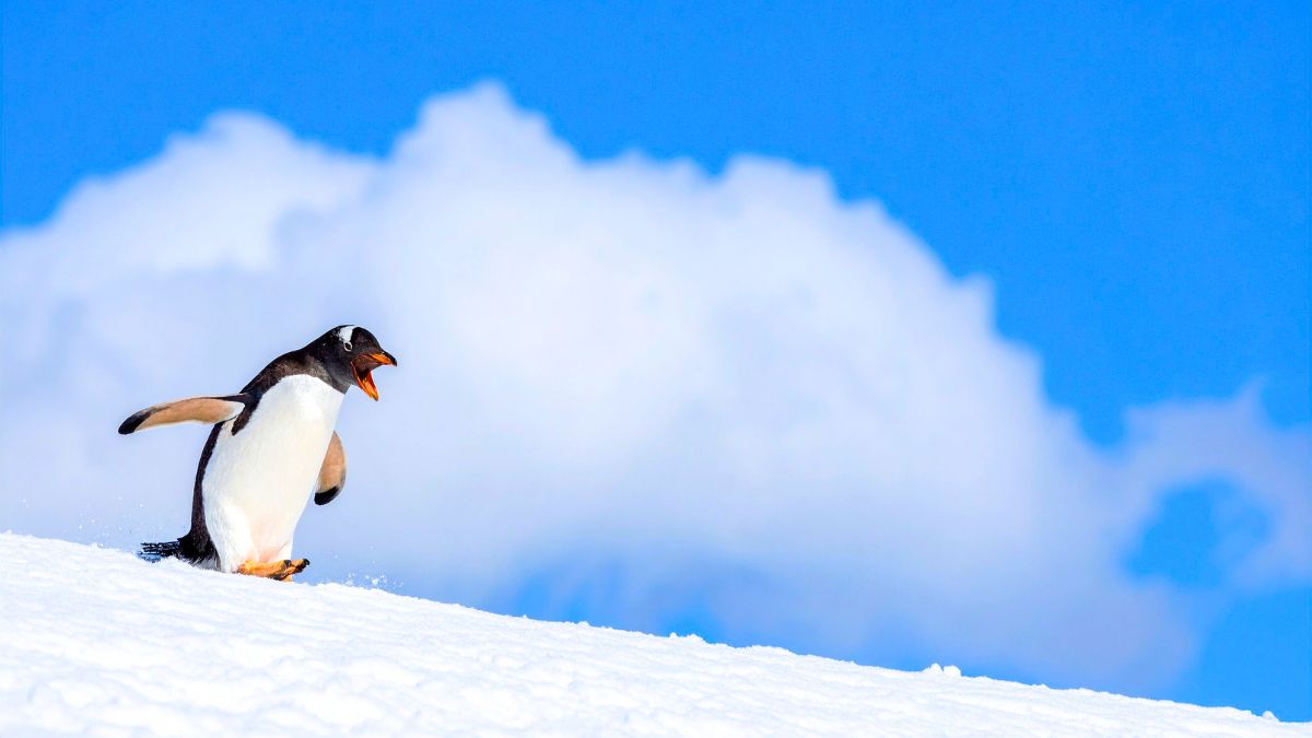 Antarctique: vents, courants et banquise empêchent les peuples navigateurs d’y aller avant les Européens au XIXe siècle