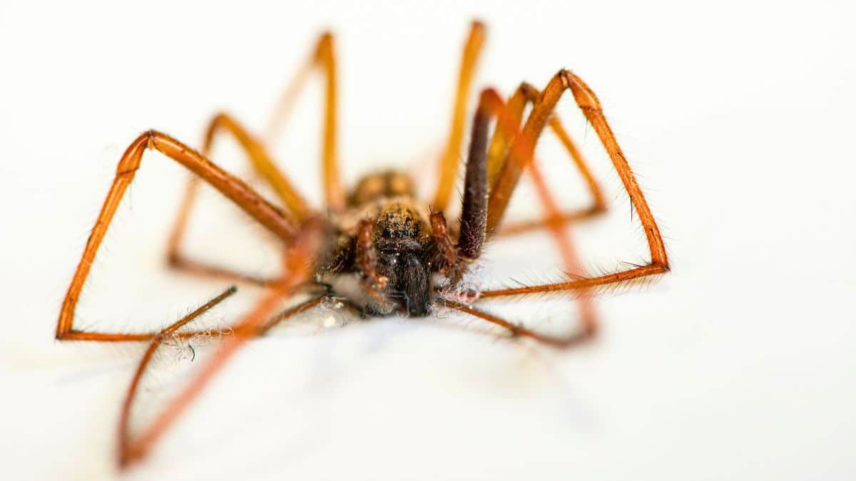 Araignées : leurs 8 pattes se replient à la mort à cause d’un mécanisme hydraulique