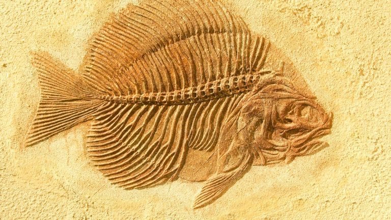 Ce fossile de 150 millions d'années en Australie rebat les cartes de l'évolution