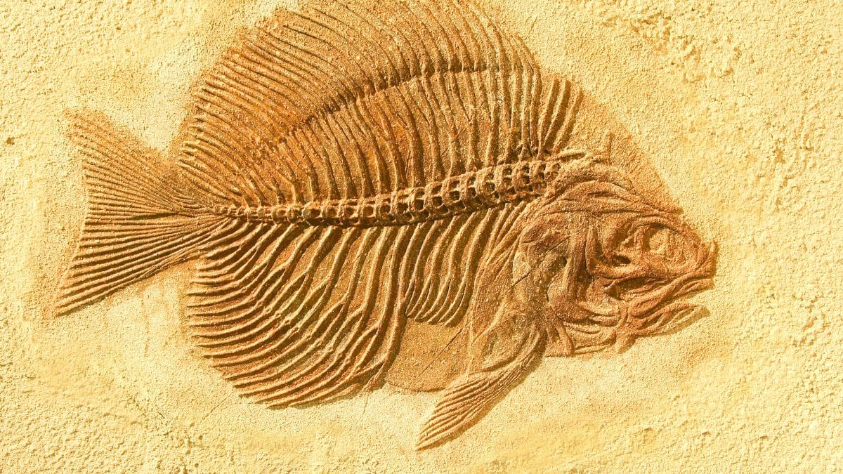 Ce fossile de 150 millions d'années en Australie rebat les cartes de l'évolution