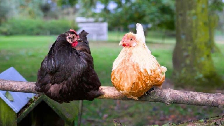 Banque : elle confisque les 1900€ gagnés par une fillette de 10 ans qui vendait ses poules à un voisin