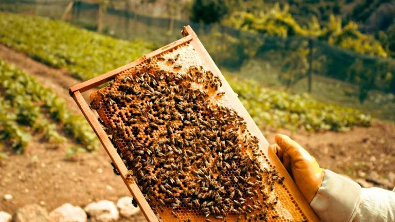 Cette ruche refuge inventée par un Deux-Sévrien retenue au Concours Lépine pour sauver les abeilles sauvages