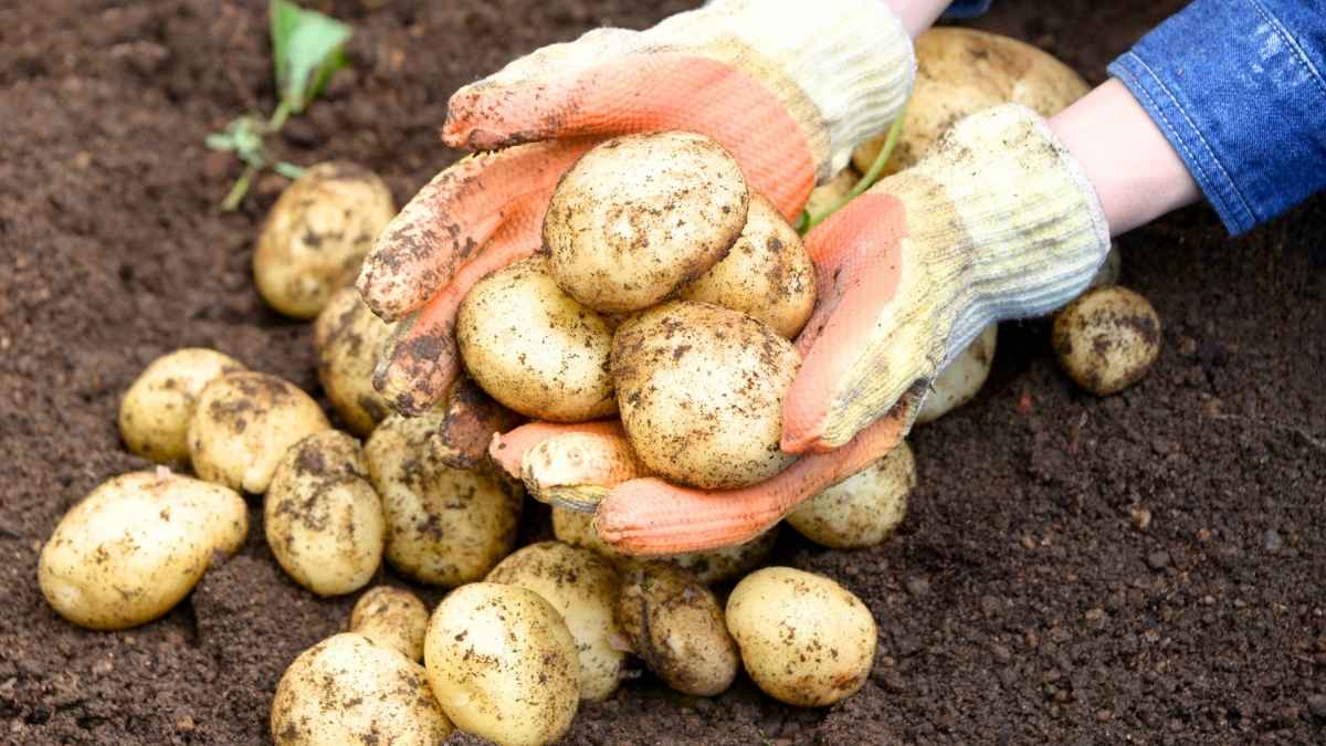 Pommes de terre : 5 raisons de remplacer le buttage par du paillage et récolter sans effort