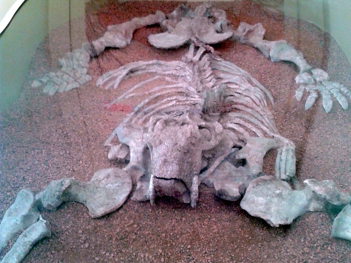 Squelette fossile de Dinodontosaurus présenté à plat sous une vitrine, crâne à deux défenses au premier plan, côtes et membres étalés sur du gravier rouge