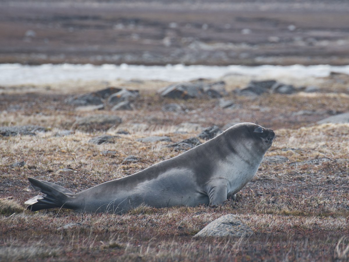 Jeune éléphant de mer gris progressant sur la lande rase des Kerguelen, une plaque de neige et des rochers sombres en arrière-plan