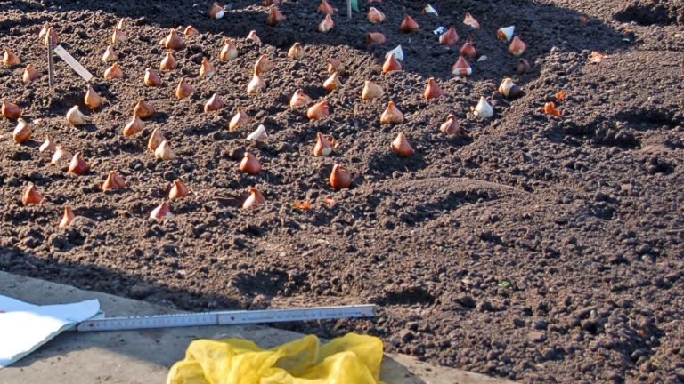 Bulbes de tulipes posés pointe en haut sur une plate-bande de terre fraîchement travaillée, avant leur plantation, avec un mètre pliant au bord du massif
